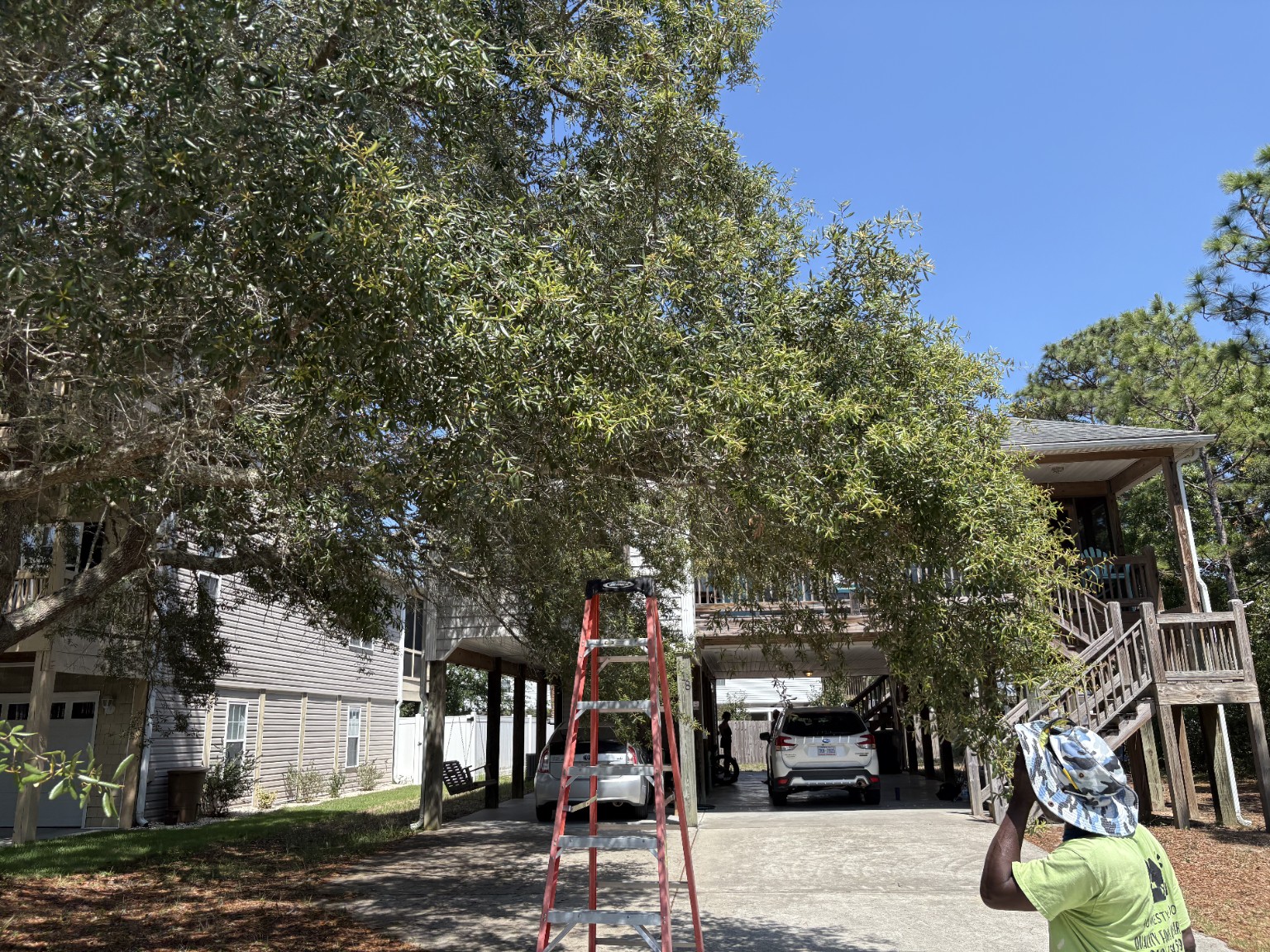 Tree trimming work in progress